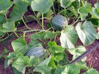 YoungMelons.jpg