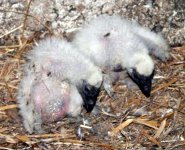 turkeyvulturechicks-tn.jpg