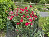 IMG_3083.JPG