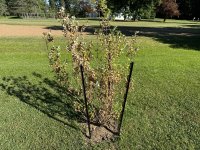 IMG_3185[1].JPG