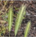 Foxtail.jpg