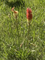Flower.jpg