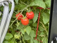 IMG_3204[1].JPG