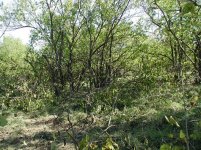 hedge tangle.jpg