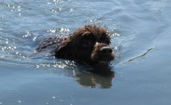 Swimming 016.jpg