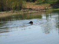 Swimming 024.jpg