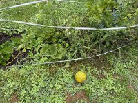 IMG_3410[1].JPG