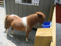 Miniature Horse.jpg