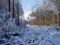 Land Clearing 009.jpg