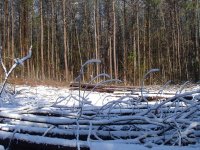 Land Clearing 010.jpg