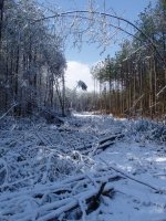 Land Clearing 011.jpg