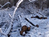 Land Clearing 012.jpg