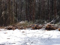 Land Clearing 015.jpg