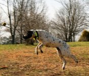 Going for the ball.JPG