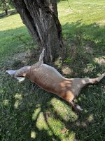 IMG_3753.jpeg