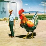 6-54526-chicken.jpg