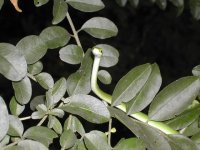 325125-Green Resize.JPG
