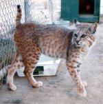 325211-bobcat.jpg