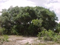 276565-land060-0403.jpg