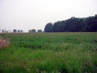 278798-uncut field.jpg
