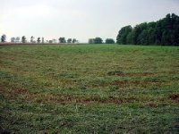 278810-cut field.jpg