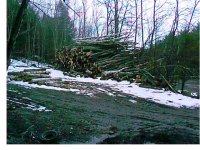 35-128080-woodpile.JPG