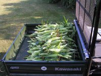 Bountiful harvest.jpg