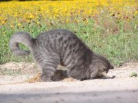 gopher cat 2.jpg