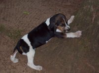 Stevie on the Tree at 5 Weeks Old.jpg