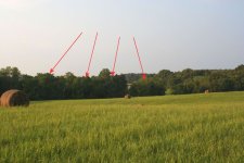 Tree Line.jpg