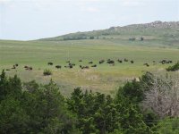 02 Bison in the Wichita Mtns. Oklahoma.jpg