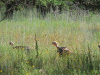 04 Turkeys in the Wichita Mtns, Oklahoma.jpg