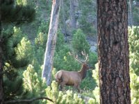 13 Bull Elk in Custer State Park. SD.jpg