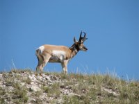 17 Great Pronghorn buck at Wind Cave.jpg
