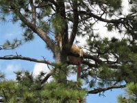 25 Mt Lion in a tree at Bear Country USA.jpg