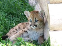 26 Mt Lion cub at Bear Country USA.jpg