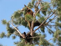 27 Bear cubs playing in a pine tree at Bear Country USA.jpg