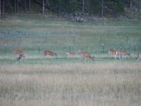 29 Large group of Whitetail deer off the road near Custer, SD.jpg