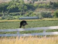 32 Turkey standing on fence rail along highway to Devils Tower in Wyoming.jpg