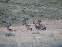 37 Four Mule Deer bucks in Custer State Park.jpg