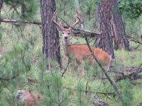 39 Another pic of that Great Whitetail.jpg