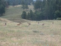 42  Bachelor group of Pronghorn Antelope in Custer State Park, SD.jpg