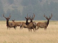 60 Elk bulls in the Fort Niobrara  Wildlife Refuge in Valentine Nebraska.jpg