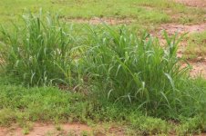 Grass in pasture (Small).jpg