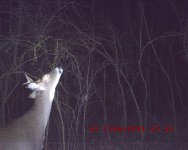 four point at night.JPG