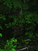 Tree-4.jpg