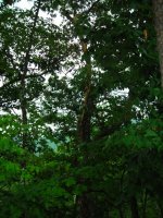 Tree-2.jpg