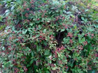 blackberry.jpg
