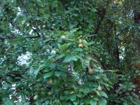 pear2.jpg