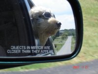 Doggles_Side.jpg
